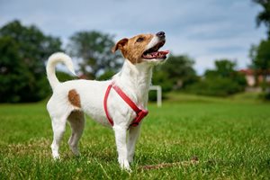 Image of jack russell terrier