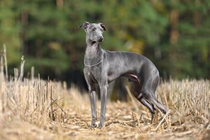 Image of greyhound