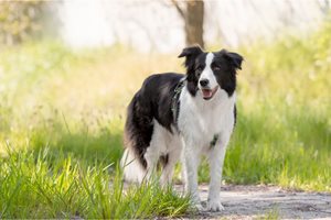 Image of border collie