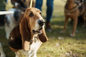 Image of bassett hound