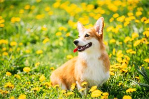 Image of corgi